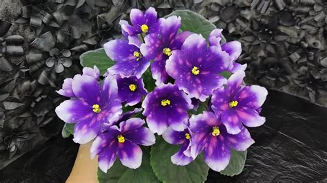 Фиалка РС-Комета - YouTube