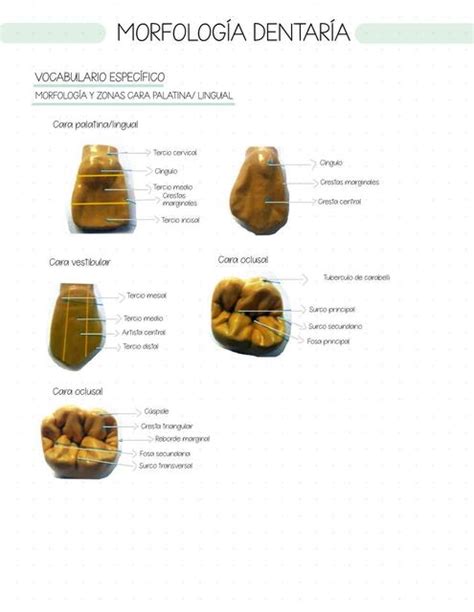 MORFOLOGÍA DENTARIA Erin Caudet uDocz