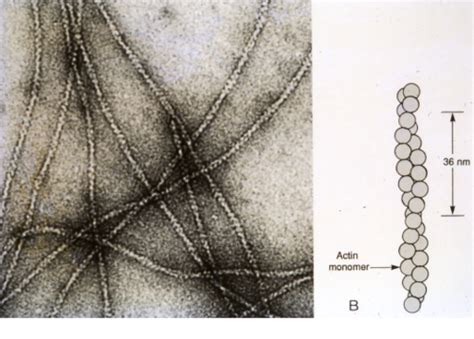 Cytoskeleton And Mitochondria Flashcards Quizlet