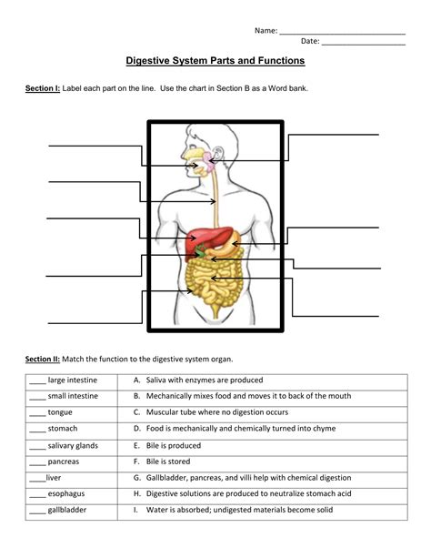 Digestive System Diagram And Functions