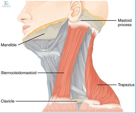 Diagram Of Sternocleidomastoid Muscle
