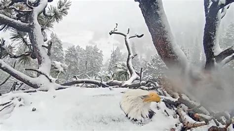 Video of Big Bear bald eagle in snow, laying third egg – NBC 7 San Diego