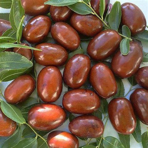 Зизифус «Лакомый» | Купить Саженцы Зизифуса по выгодной цене