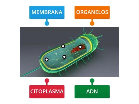 partes de una celula labelled diagram