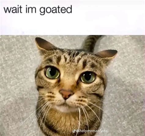 I Finna Start Posting Cats R Zecrusadermemes