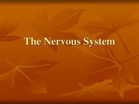 Ppt The Nervous System Powerpoint Presentation Free Download Id