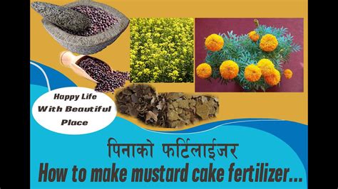 How To Make Mustard Cake Fertilizer