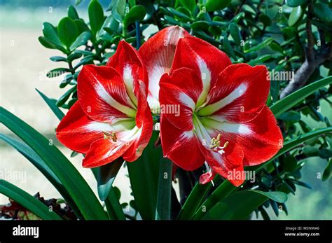 Amaryllis Star Of Holland As An Indoor Plant Stock Photo Alamy