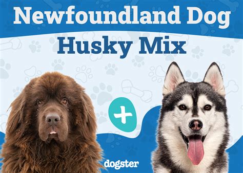 Newfoundland Dog Husky Mix Info Pictures Care And More Dogster