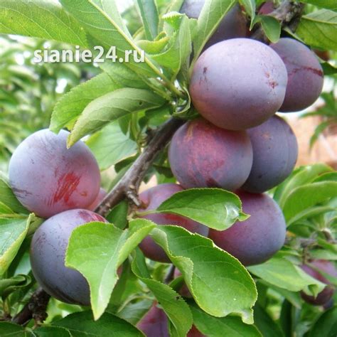 Слива китайская МАНЬЧЖУРСКАЯ КРАСАВИЦА (привитая) - "Сияние" г. Красноярск