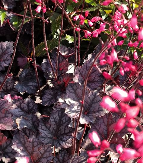 Гейхера гибридная "Glitter" | Euro-plant