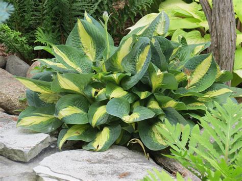 Хоста сорт Чейн Лайтинг ( Chain Lightning ) упаковка 1 шт