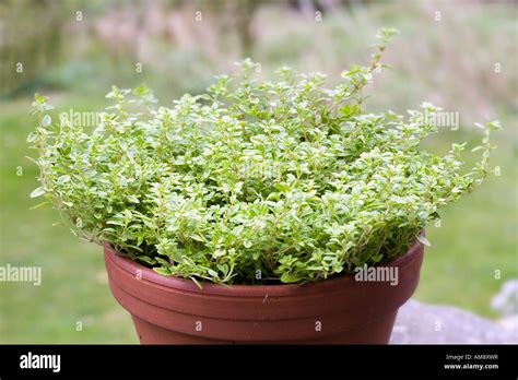 Thyme plant Archers Gold Stock Photo - Alamy