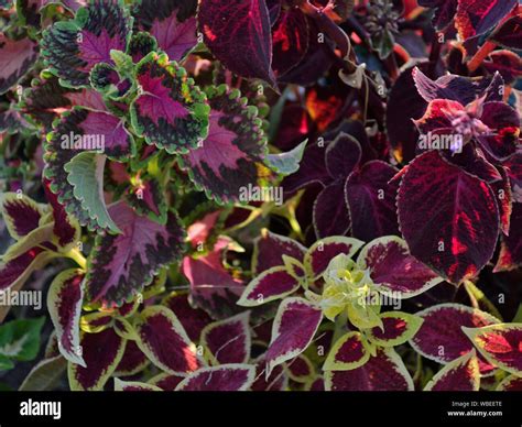 Coleus blumei hi-res stock photography and images - Alamy