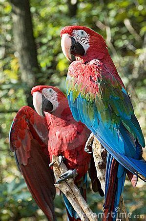 macaws | Colorful parrots, Parrot, Exotic birds