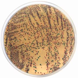 E Coli Enterobacteria Chromogenic Agar Formato G