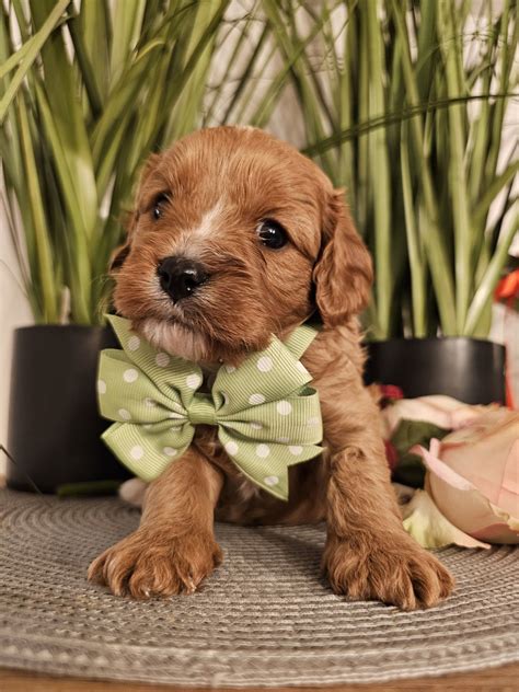 Cavapoo Samiec Do Rezerwacji Wejherowo OLX Pl