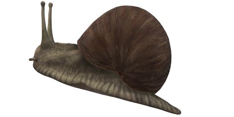 Snail isolated on a Transparent Background 24249176 PNG