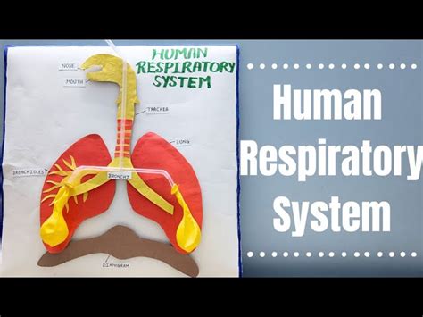 Human Respiratory System Model