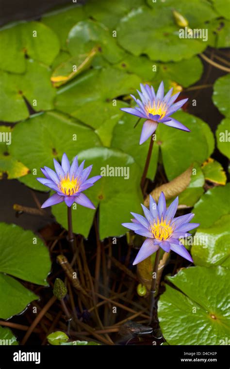 Beautiful Water lily in a small water pond Stock Photo - Alamy