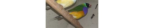 For Sale A Lovely Pair Of Gouldian Finches Online Bird Auctions