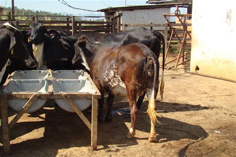 Venda De Gado Girolando Novilhas A Venda Em Rio Pomba