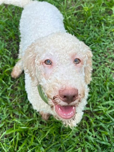 Lagotto Romagnolo Puppies For Sale