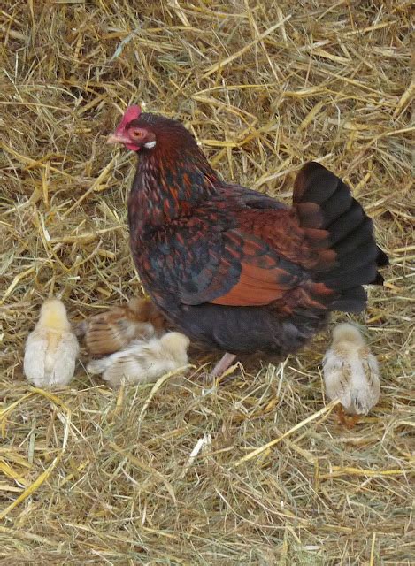 wild  wonderful seasonal splash hen  chicks