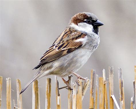 images  sparrow