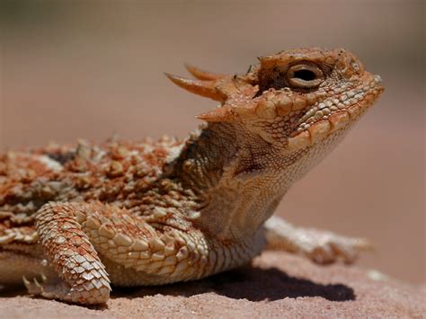 Lizard Wallpaper 1152x864 58728