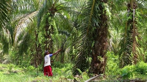 Oil Palm Farmers Are Harvesting Oil Palm Fruit Stock Video Video Of