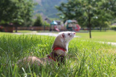 Normal Ferret Pictures Fat Ferrets And More