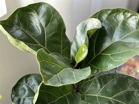 amazing benefits  fiddle leaf fig trees petal republic