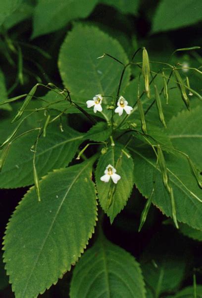 Недотрога мелкоцветковая | molbiol.ru