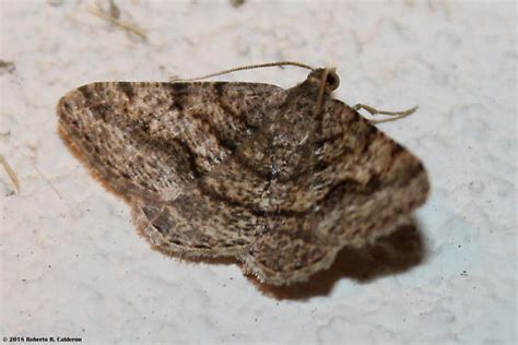 Digrammia Gnophosaria Hollow Spotted Angle Moth Digrammia