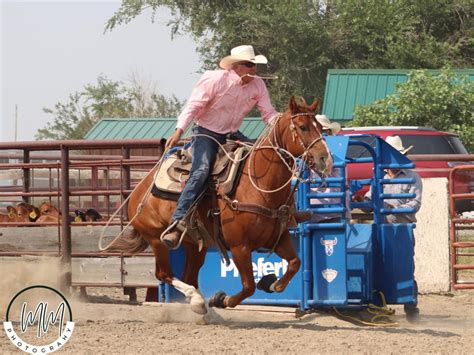 DASH RODEO COMPANY 2004 AQHA Sorrel Gelding X Blue Moon Company X Joe