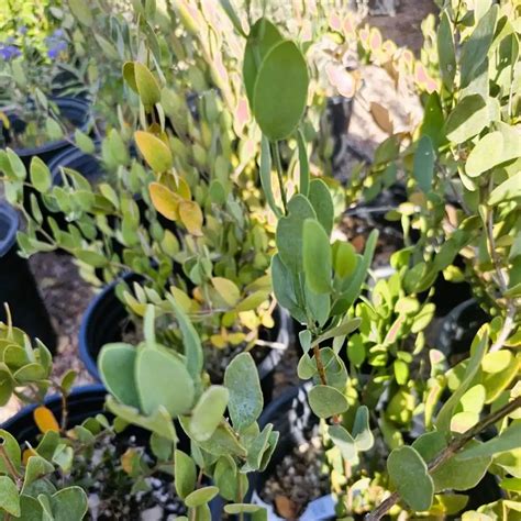 Jojoba Desert Shade Nursery