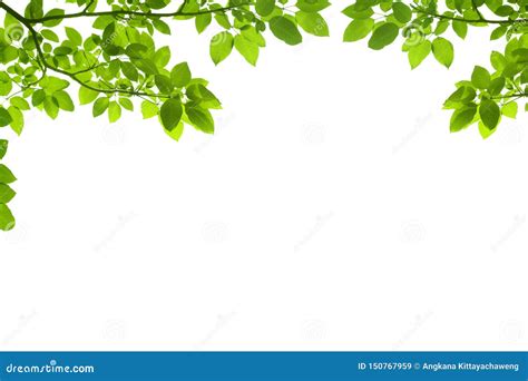 Green Leaves And Branches Isolated On White Background Stock Image