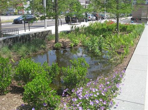 Rain Gardens — Acap Saint John