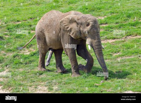 African Savanna Elephant African Bush Elephant Afrikanische Elefant