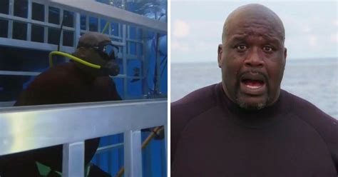 Shaquille O'Neal 'Survived Shark Attack' While Filming Show