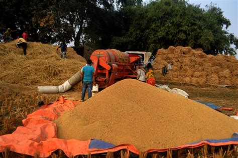 धान उत्पादनको सरकारी तथ्यांकले उद्योगी आश्चर्यचकित ५७ लाख टन भए