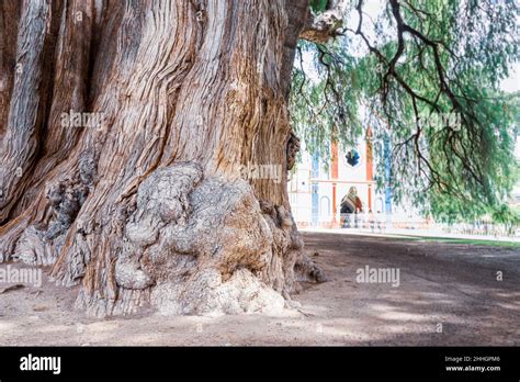 Gigantic Tree Trunk Biggest Tree Called Tule Santa Maria Del Tule