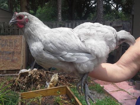 how can you tell the gender of a chicken? | Page 15 | BackYard Chickens