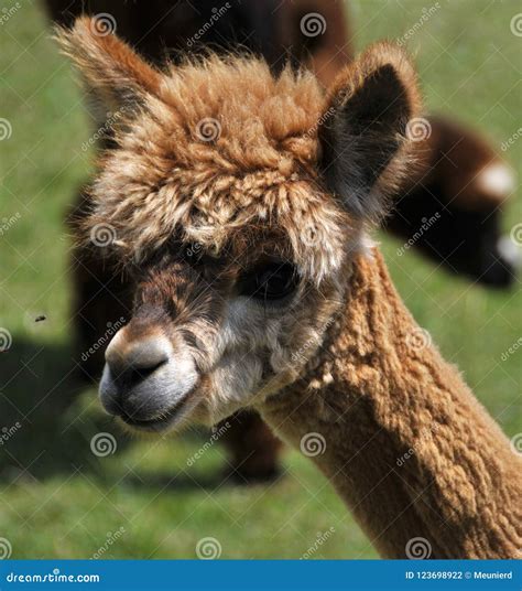 Alpaca Is A Domesticated Species Of South American Camelid Stock Photo