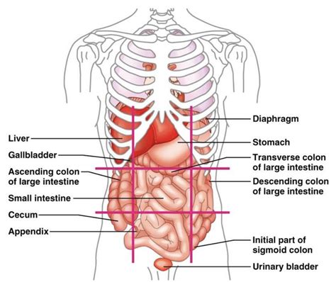 Abdominopelvic Cavity Diagram Quizlet