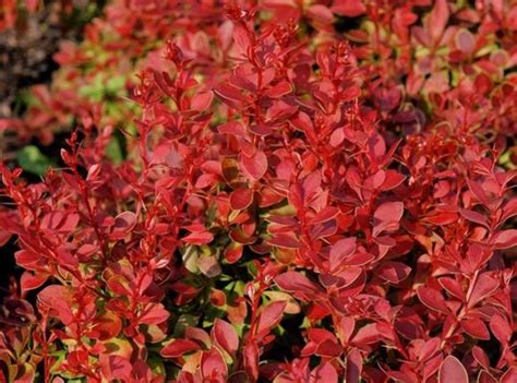 Барбарис Тунберга Корал/Мая. (Berberis thunbergii Coral Maja) С1,5 ...