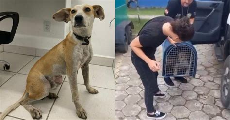 Negligenciado Cachorro Arremessado De Ponte Em Joinville Era