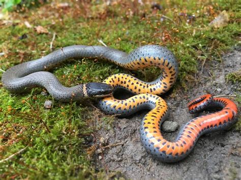 Snake Profile Ringneck Snake 9 Riveting Photos Happyserpent