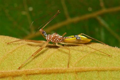 Assassin Bug Epidaus Famulus Harpactorinae Reduviidae Flickr